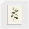 1-87_Medical-Botany_hagaki