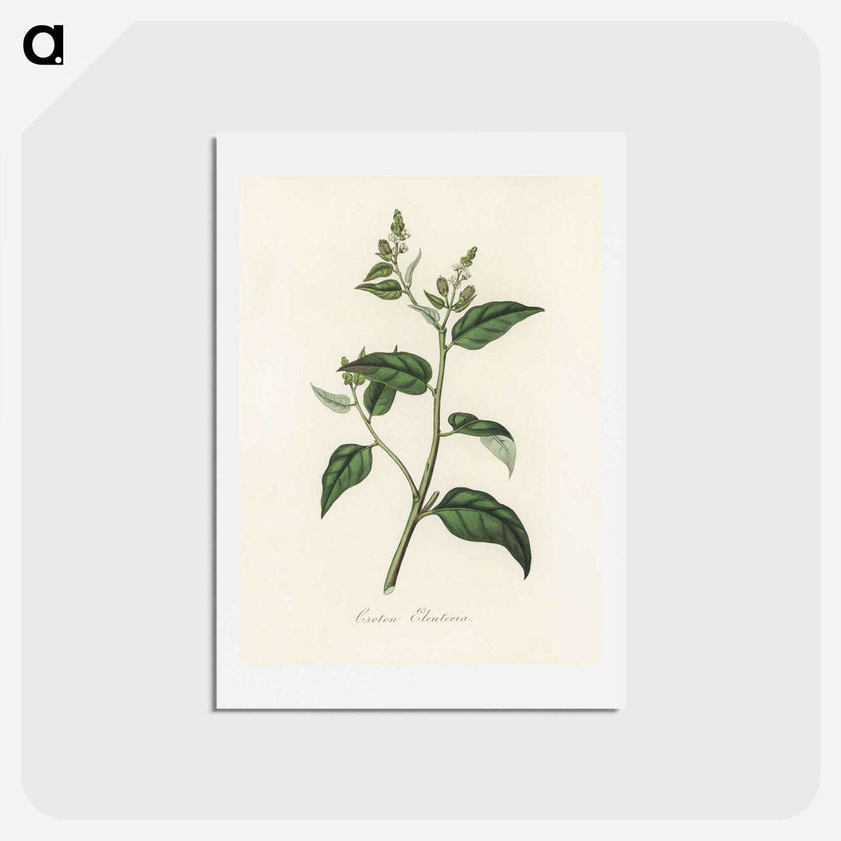 1-87_Medical-Botany_hagaki