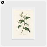 1-87_Medical-Botany_hagaki
