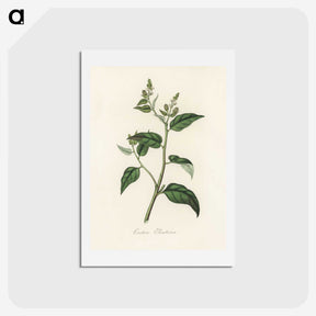 1-87_Medical-Botany_hagaki