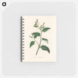 アートメモ帳-Croton eleuteria Illustration
 - 薬用植物学 Memo.