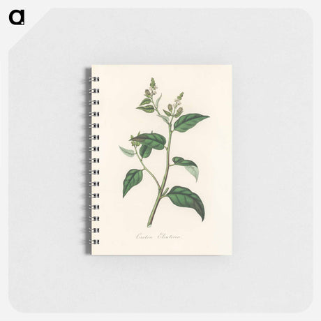 アートメモ帳-Croton eleuteria Illustration
 - 薬用植物学 Memo.