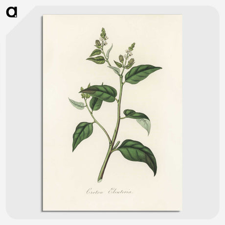 1-87_Medical-Botany_picture-crop