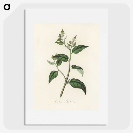 1-87_Medical-Botany_picture
