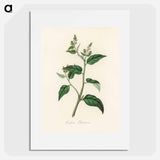 アートポスター-Croton eleuteria Illustration
 - 薬用植物学 Poster.