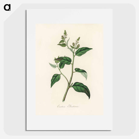 アートポスター-Croton eleuteria Illustration
 - 薬用植物学 Poster.