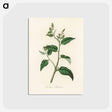 アートポストカード-Croton eleuteria Illustration
 - 薬用植物学 Postcard.