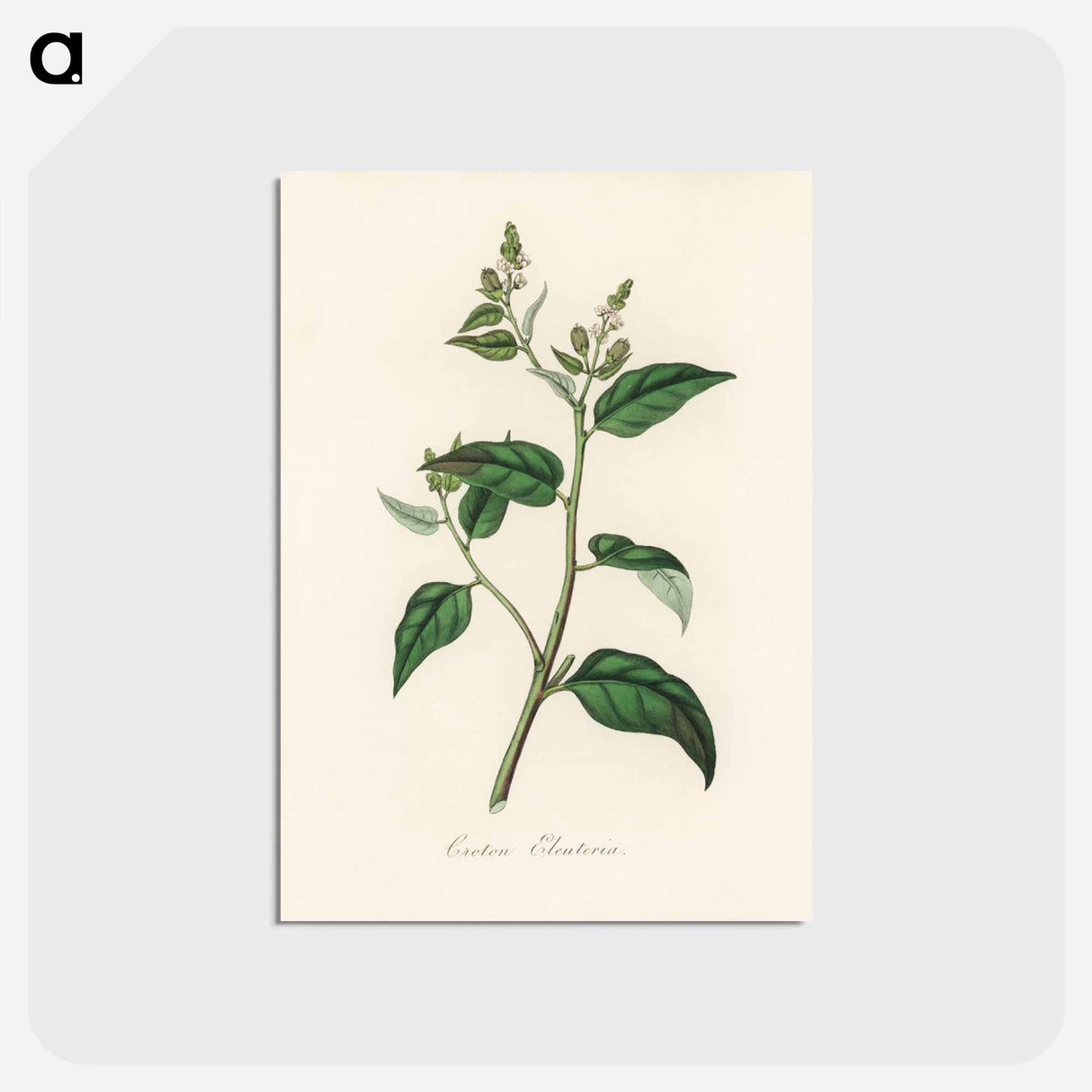 アートポストカード-Croton eleuteria Illustration
 - 薬用植物学 Postcard.
