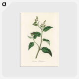 アートポストカード-Croton eleuteria Illustration
 - 薬用植物学 Postcard.