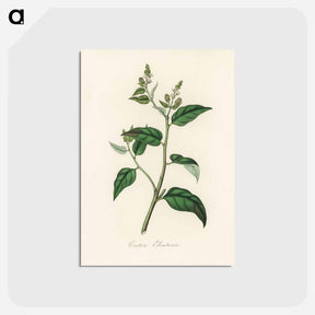 アートポストカード-Croton eleuteria Illustration
 - 薬用植物学 Postcard.