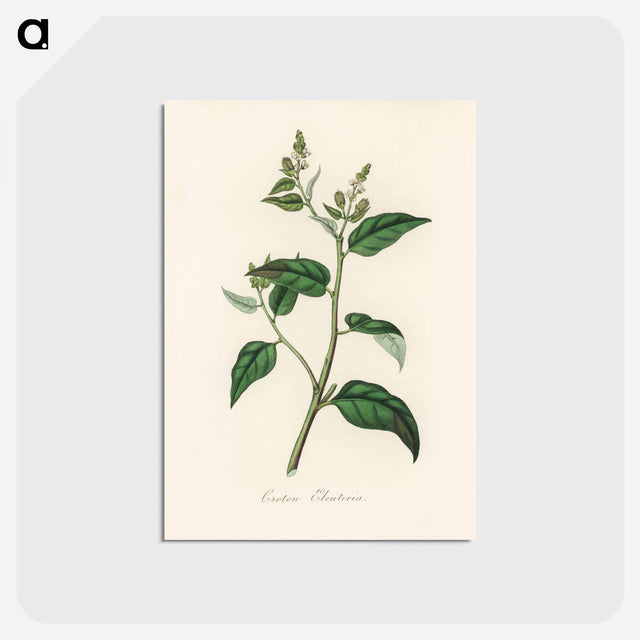 アートポストカード-Croton eleuteria Illustration
 - 薬用植物学 Postcard.
