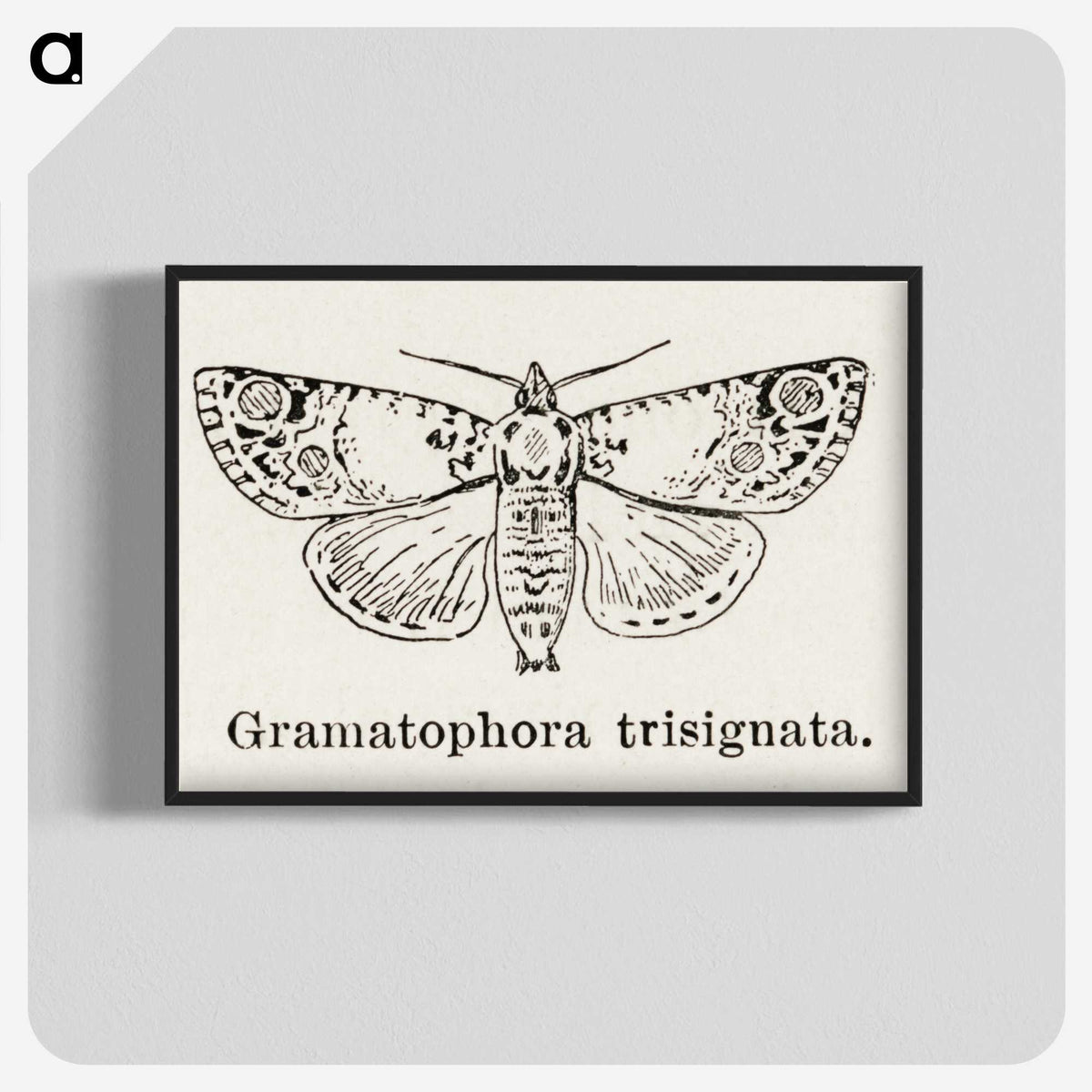 1-87_Moths-and-Butterflies-of-the-United-States_blk-crop