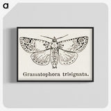 1-87_Moths-and-Butterflies-of-the-United-States_blk-crop