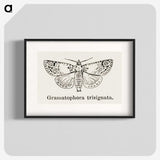 1-87_Moths-and-Butterflies-of-the-United-States_blk