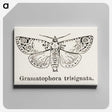 1-87_Moths-and-Butterflies-of-the-United-States_canvas