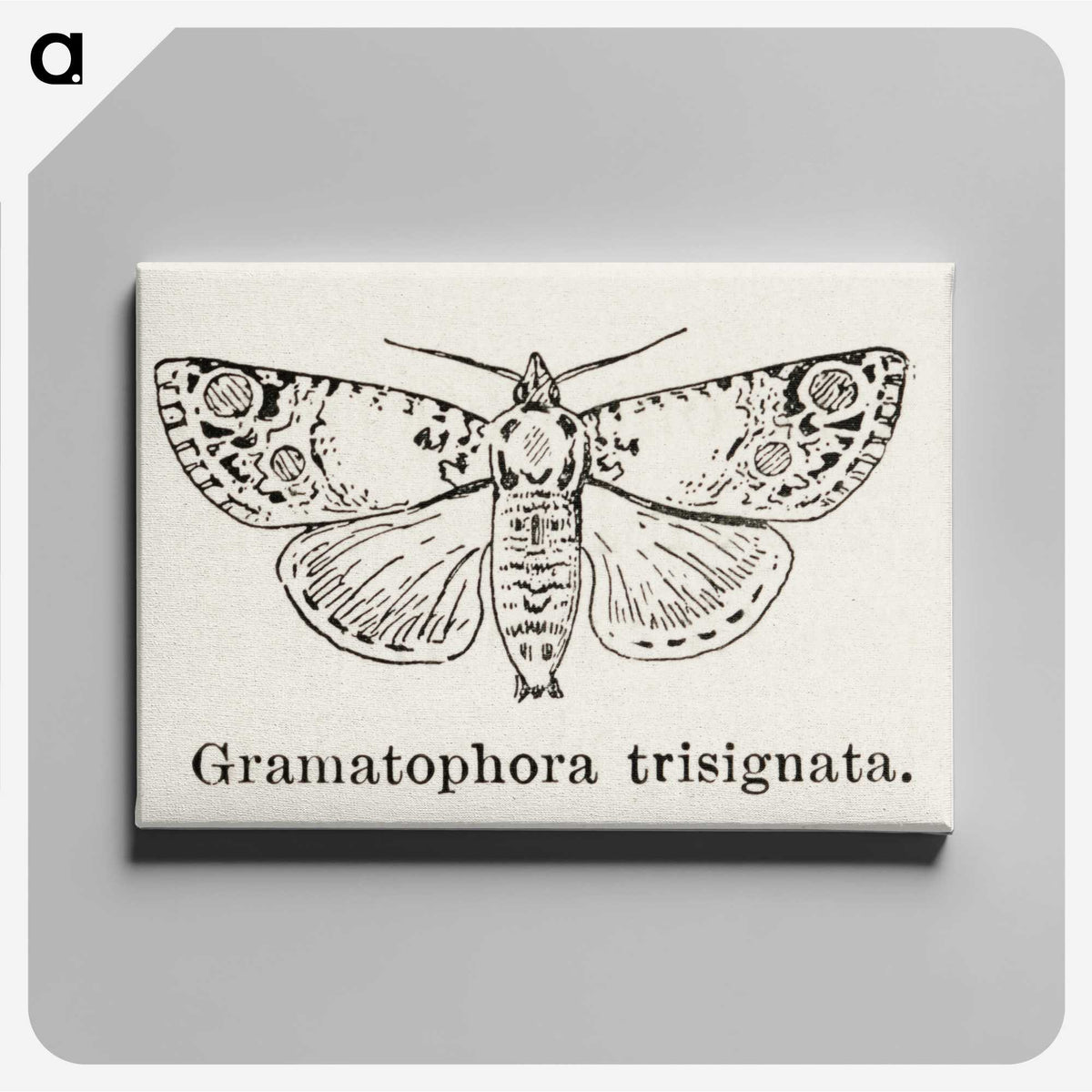 1-87_Moths-and-Butterflies-of-the-United-States_canvas