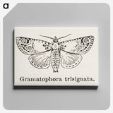 1-87_Moths-and-Butterflies-of-the-United-States_canvas