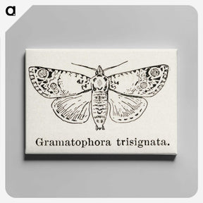 1-87_Moths-and-Butterflies-of-the-United-States_canvas