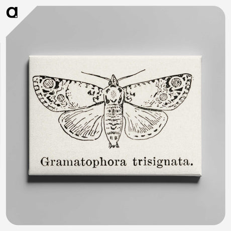 1-87_Moths-and-Butterflies-of-the-United-States_canvas