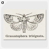 1-87_Moths-and-Butterflies-of-the-United-States_picture-crop