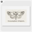 1-87_Moths-and-Butterflies-of-the-United-States_picture