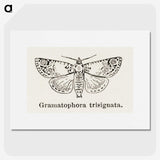 1-87_Moths-and-Butterflies-of-the-United-States_picture