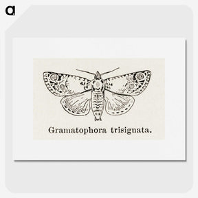 1-87_Moths-and-Butterflies-of-the-United-States_picture