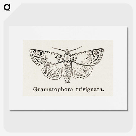 1-87_Moths-and-Butterflies-of-the-United-States_picture