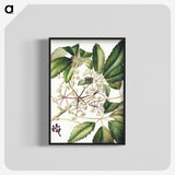 1-87_Native-Flowering-Plants-of-New-Zealand_blk-crop