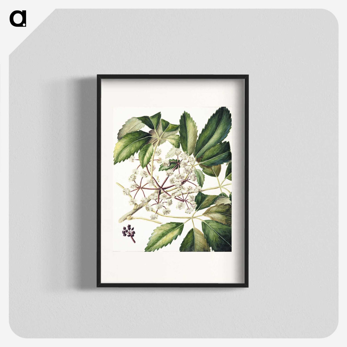 1-87_Native-Flowering-Plants-of-New-Zealand_blk