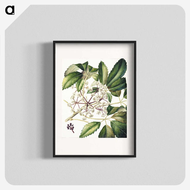 1-87_Native-Flowering-Plants-of-New-Zealand_blk