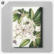 1-87_Native-Flowering-Plants-of-New-Zealand_canvas