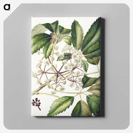 1-87_Native-Flowering-Plants-of-New-Zealand_canvas