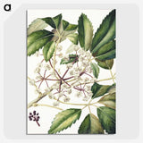 1-87_Native-Flowering-Plants-of-New-Zealand_picture-crop