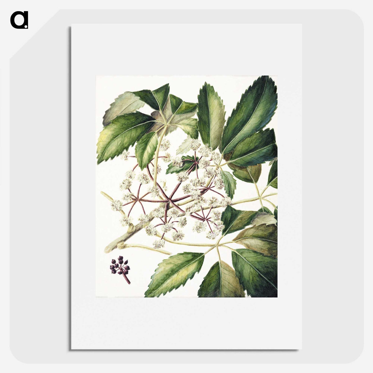 1-87_Native-Flowering-Plants-of-New-Zealand_picture