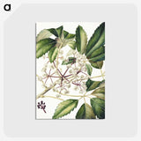 1-87_Native-Flowering-Plants-of-New-Zealand_postcard