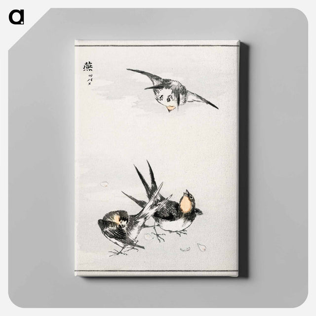 アートパネル-Swallow Illustration
 - 鳥類図鑑 Canvas.