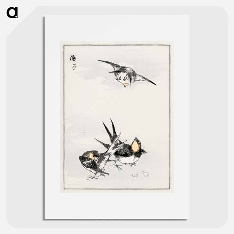 アートポスター-Swallow Illustration
 - 鳥類図鑑 Poster.