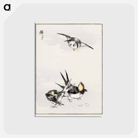 アートポストカード-Swallow Illustration
 - 鳥類図鑑 Postcard.
