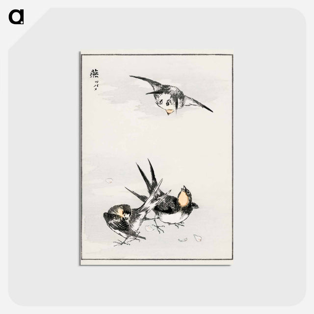 アートポストカード-Swallow Illustration
 - 鳥類図鑑 Postcard.