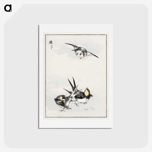 鳥類図譜：ツバメの図 - 鳥類図鑑 Postcard.