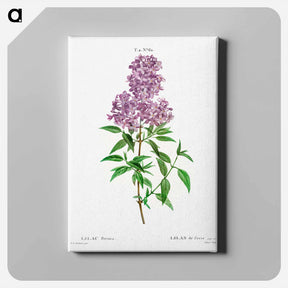 アートパネル-Persian lilac - ピエール ジョゼフ ルドゥーテ Canvas.