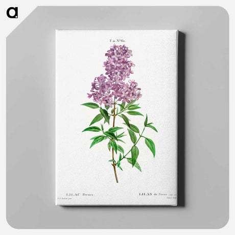 アートパネル-Persian lilac - ピエール ジョゼフ ルドゥーテ Canvas.