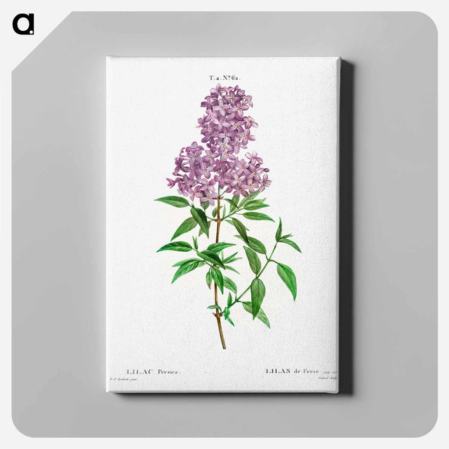 アートパネル-Persian lilac - ピエール ジョゼフ ルドゥーテ Canvas.