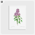 アートポストカード-Persian lilac - ピエール ジョゼフ ルドゥーテ Postcard.
