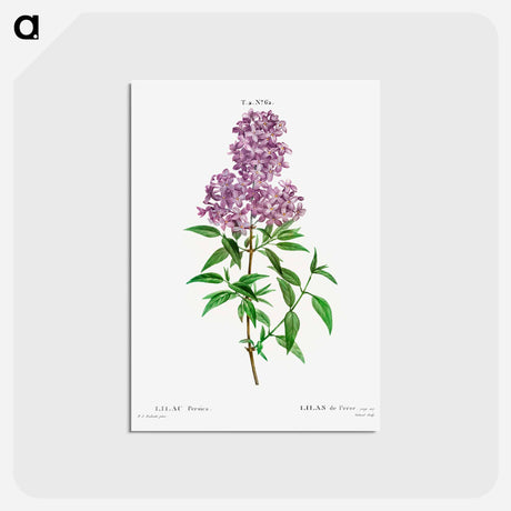 アートポストカード-Persian lilac - ピエール ジョゼフ ルドゥーテ Postcard.