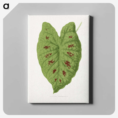 1-87_Plants-with-Colored-Foliage_canvas
