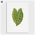 1-87_Plants-with-Colored-Foliage_picture