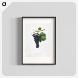1-87_Pomona-Italiana_blk