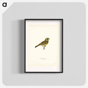 アートポスター-Yellowhammer Female
 - スヴェンスカ フォグラル Poster.
